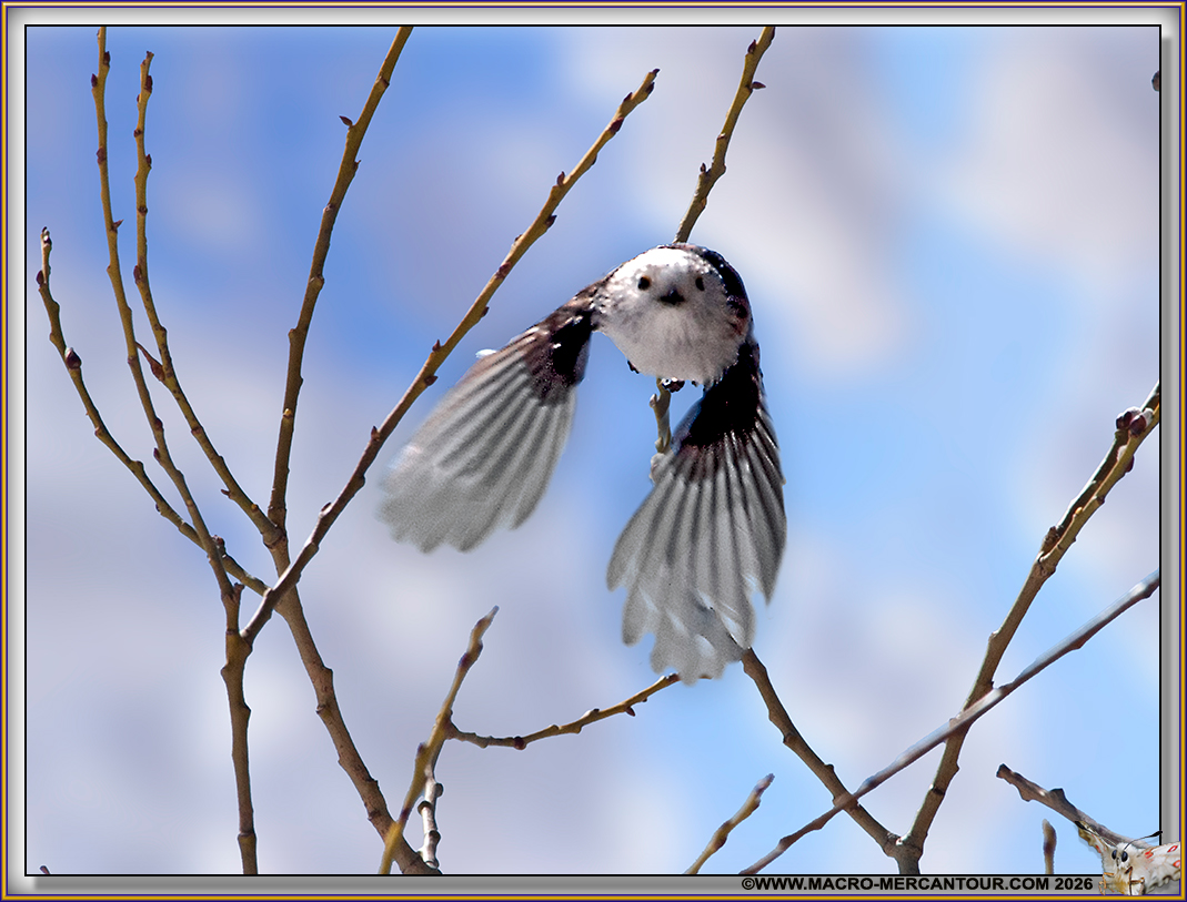 M&eacute;sange &agrave; longue queue